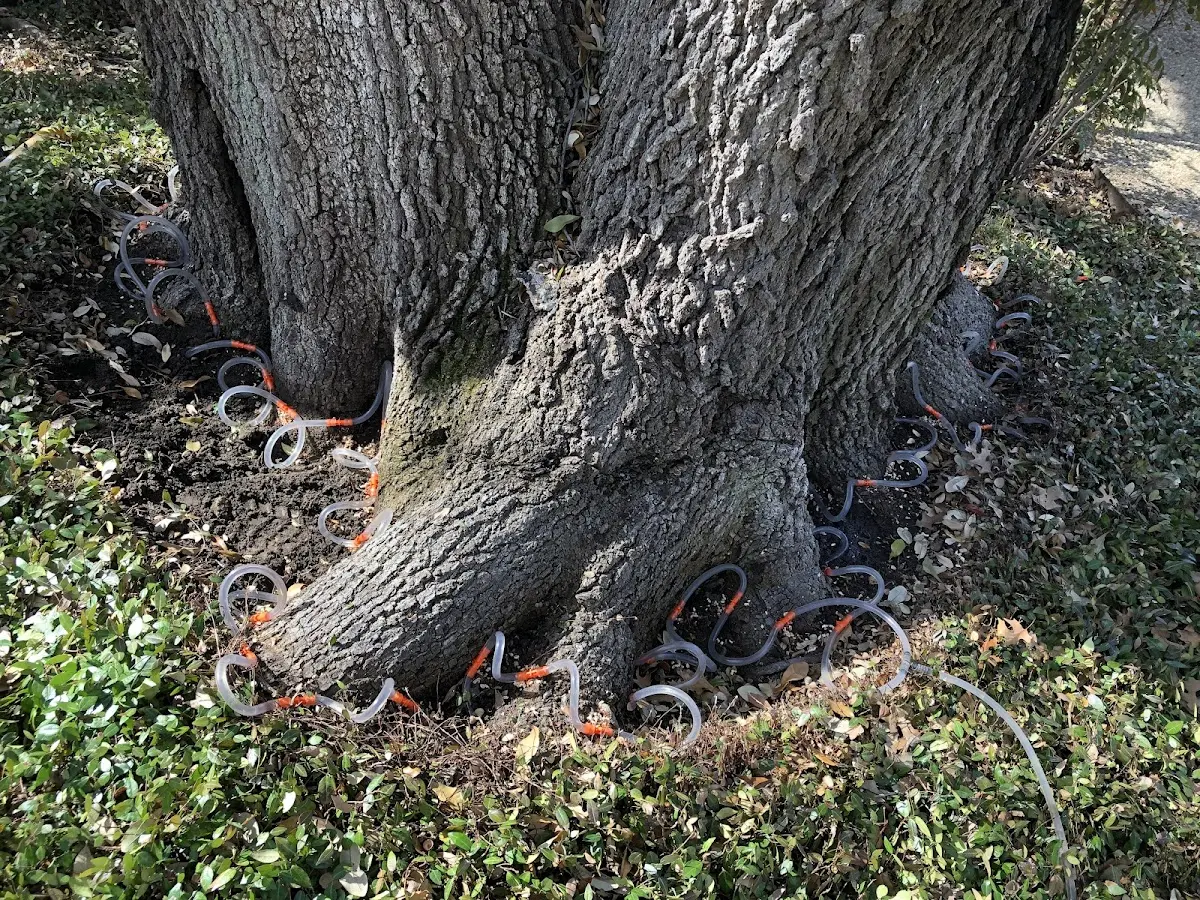Detailed Tree Cabling and Bracing job site in Christine