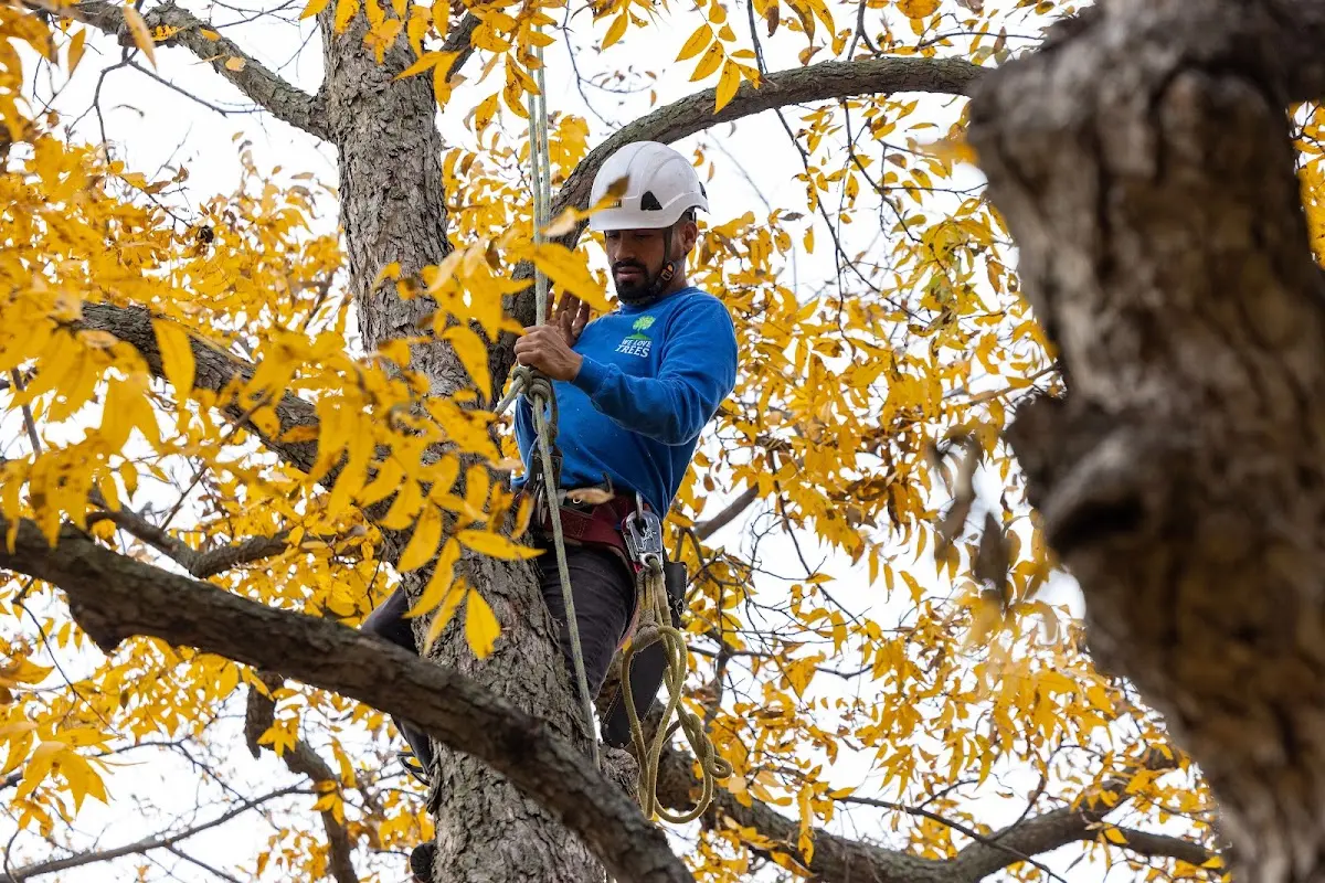 Skilled Tree Trimming crew working in Christine